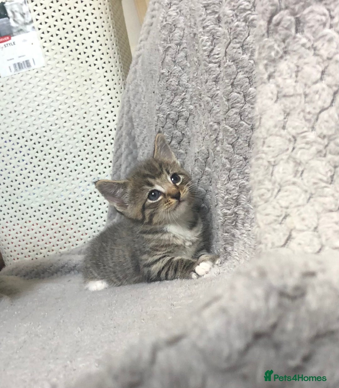 Mixed Breed cats for sale: Gorgeous Tabby kittens 7 weeks old  - Image 9
