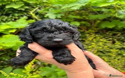 Cockapoo dogs for sale: Last 2 girls- F1 Cockapoos- DNA tested - Image 1