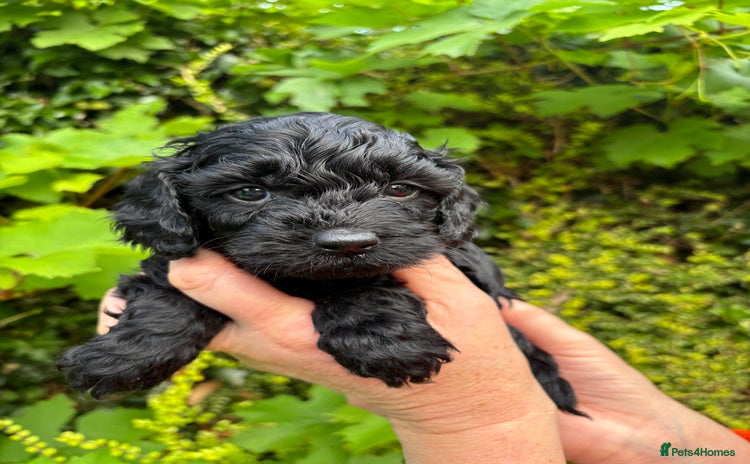 Cockapoo dogs - Advert 3
