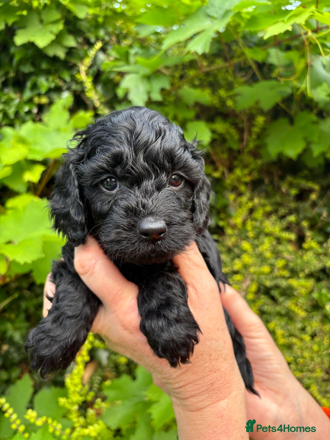 Cockapoo dogs for sale: Last 2 girls- F1 Cockapoos- DNA tested - Image 1