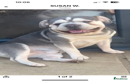 French Bulldog dogs for sale: Full fluffy big rope boy for sale  - Image 5