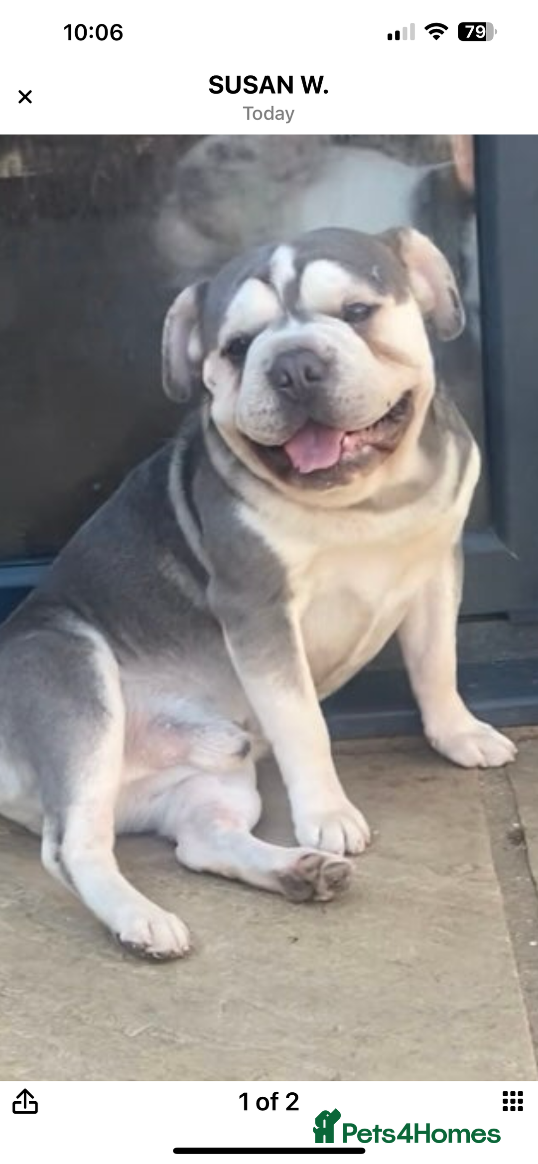 French Bulldog dogs for sale: Full fluffy big rope boy for sale  - Image 5