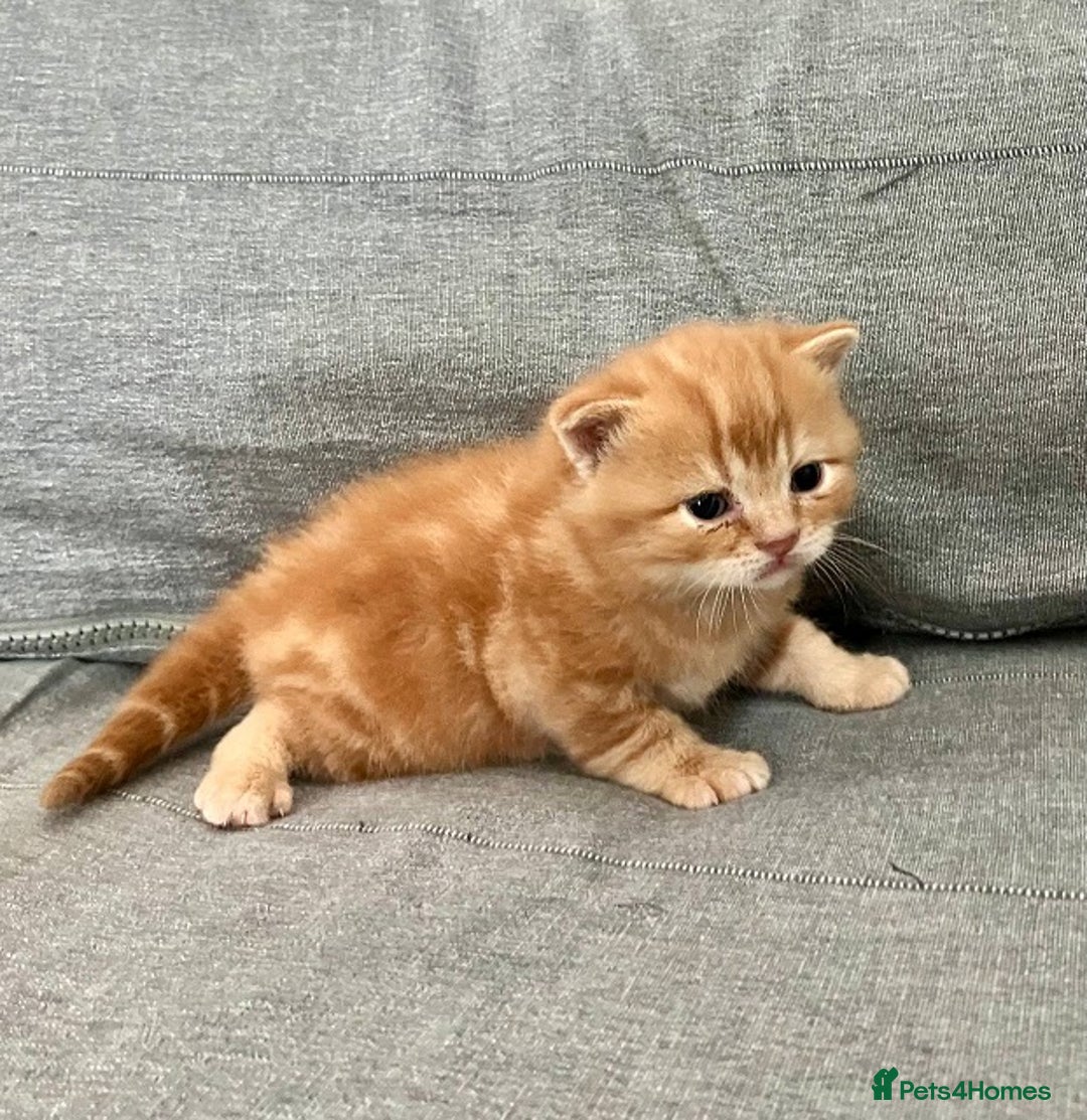 British Shorthair cats for sale: Rare colors British Shorthair kittens - Advert 19