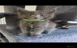 Maine Coon cats for sale: Maine coon pedigree kittens  - Image 8