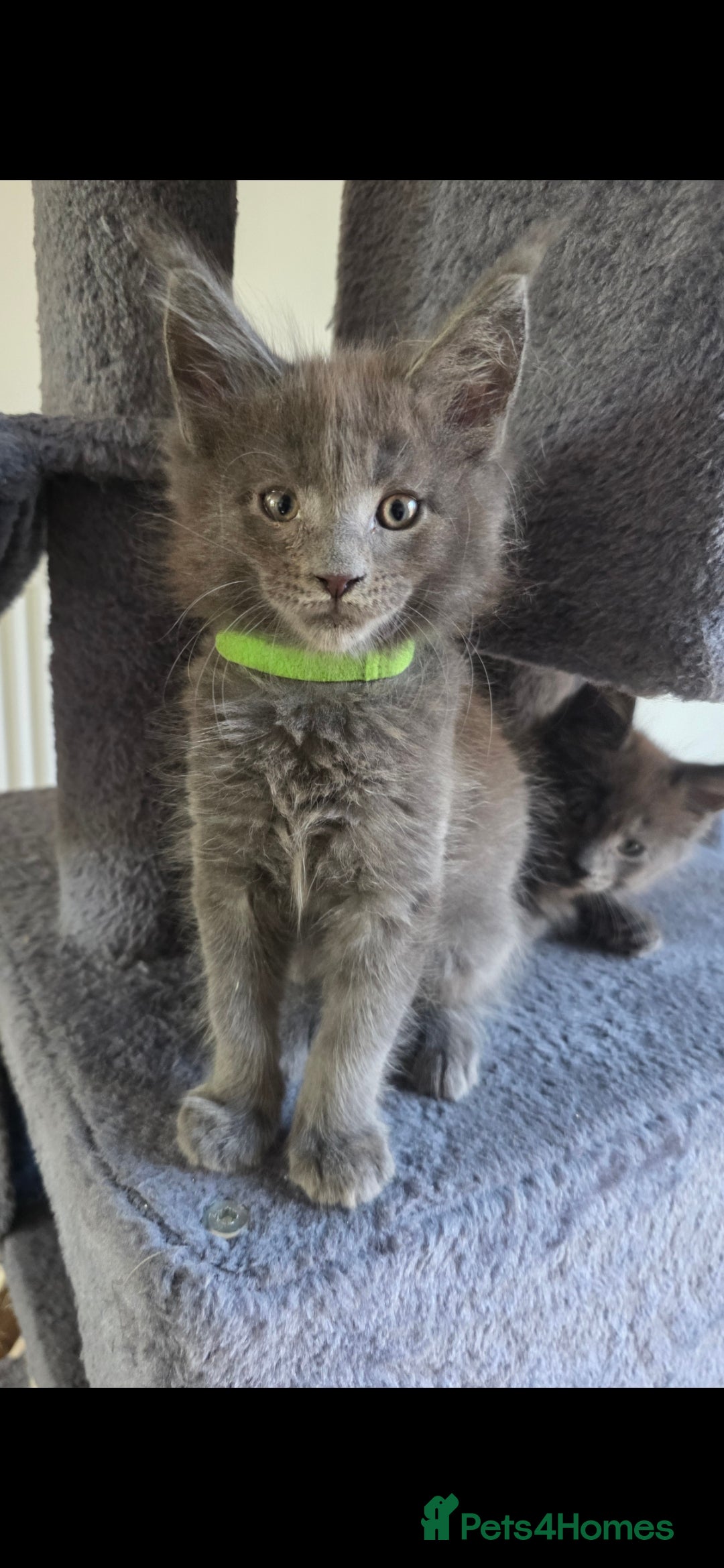 Maine Coon cats for sale: Maine coon pedigree kittens  - Image 8