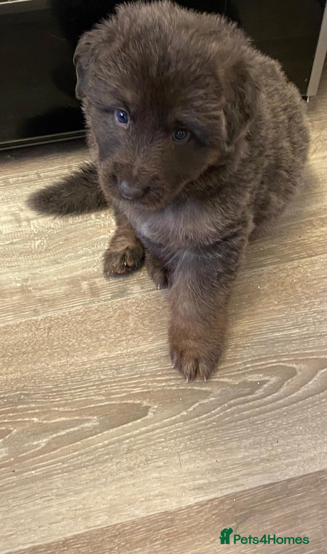 German Shepherd dogs for sale: Blue German Shepherd  - Image 28
