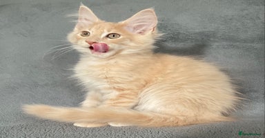 Maine Coon cats - Advert 4