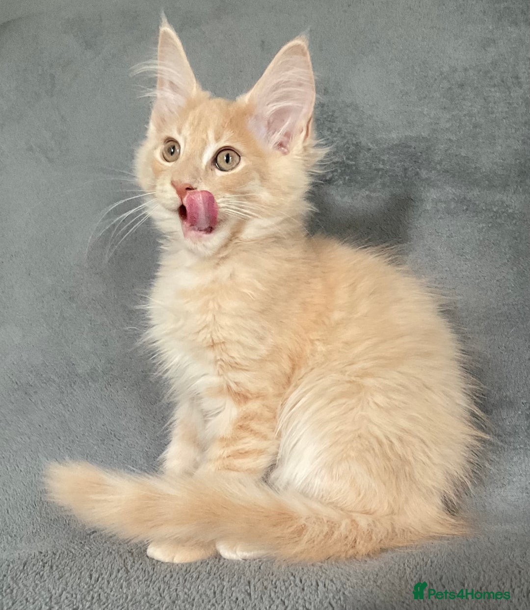 Maine Coon cats for sale: GCCF Black Smoke Maine Coon Kitten.  - Image 10