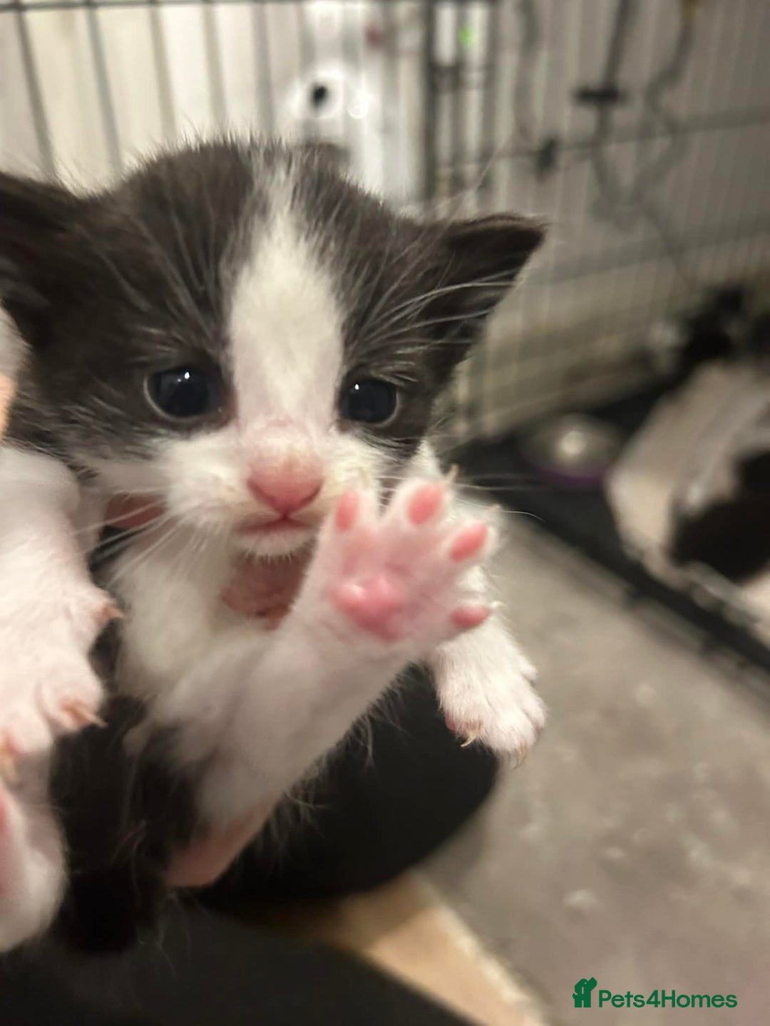 Mixed Breed cats for sale: Beautiful Kittens For Sale - Advert 3