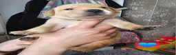 Labrador Retriever dogs for sale: Labrador Retriever Puppies🐶🐾 - Advert 34