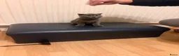 British Shorthair cats for sale: 2 Kittens male - Advert 1