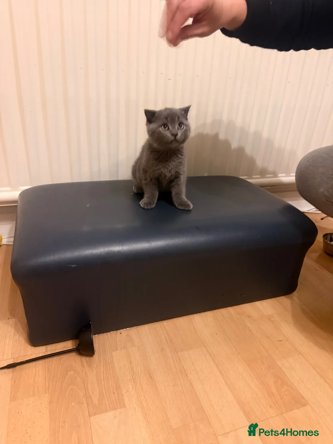 British Shorthair cats for sale: 2 Kittens male - Advert 1