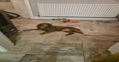 Cocker Spaniel dogs - Advert 13