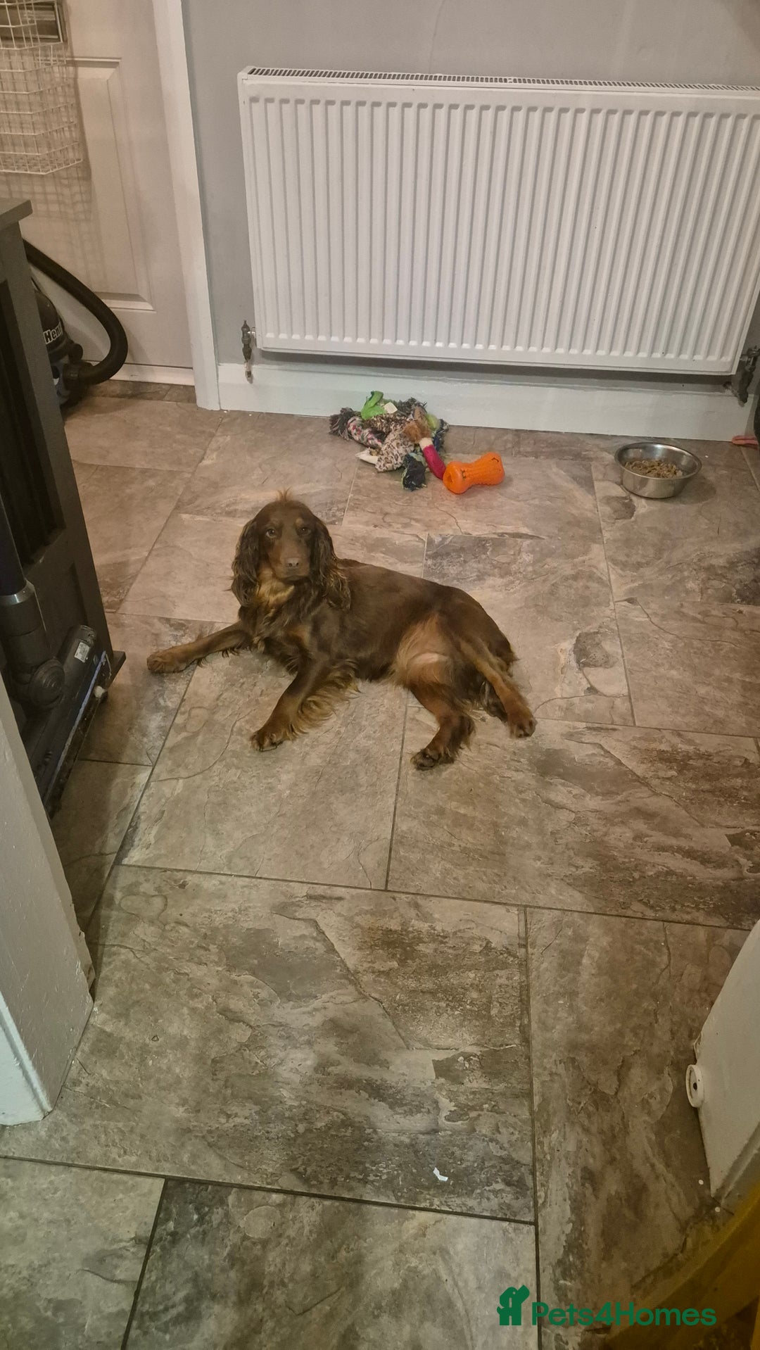 Cocker Spaniel dogs for sale: Working cocker puppies for sale - Image 2