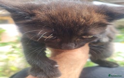 Mixed Breed cats for sale: Baby cats - Image 1