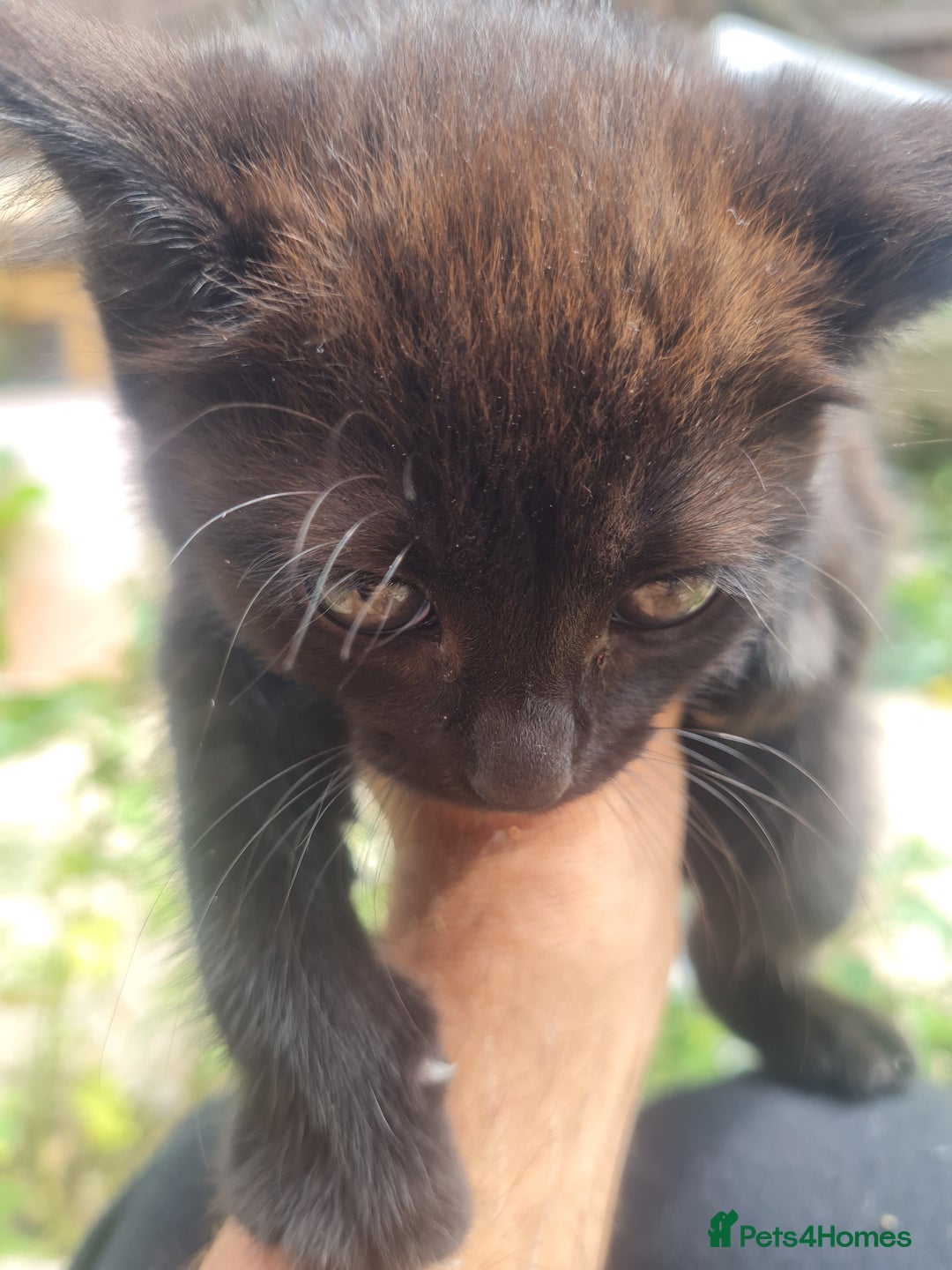 Mixed Breed cats for sale: Baby cats - Image 1