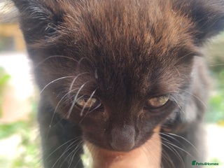 Mixed Breed cats for sale - Advert 1