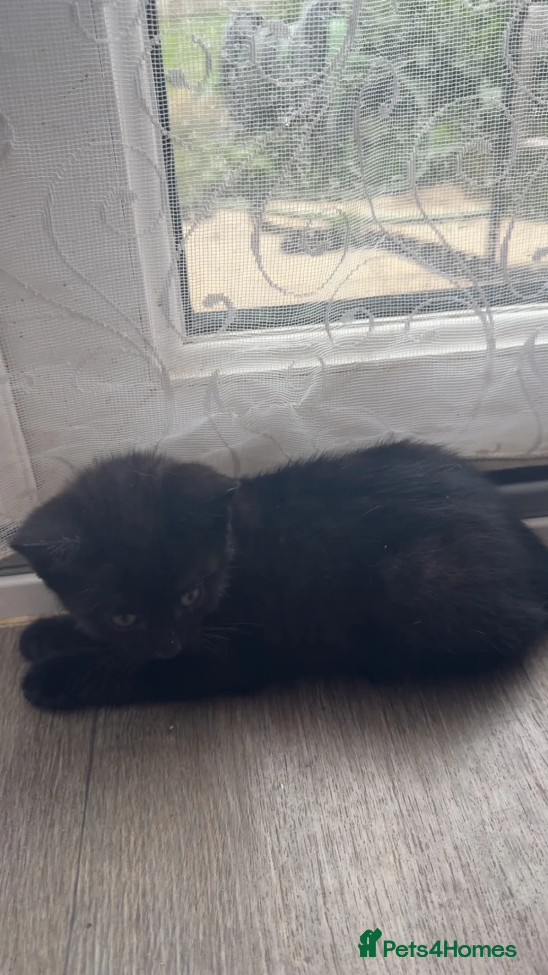 Domestic Shorthair cats for sale: Ready now - Advert 6