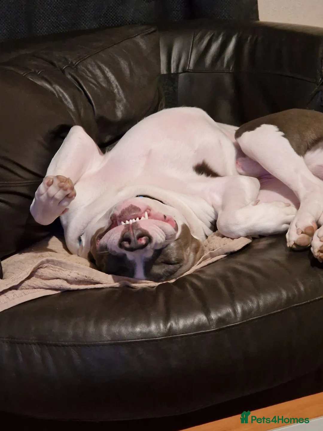 American Bulldog dogs for stud: American Bulldog Scott in Plymouth - Advert 7