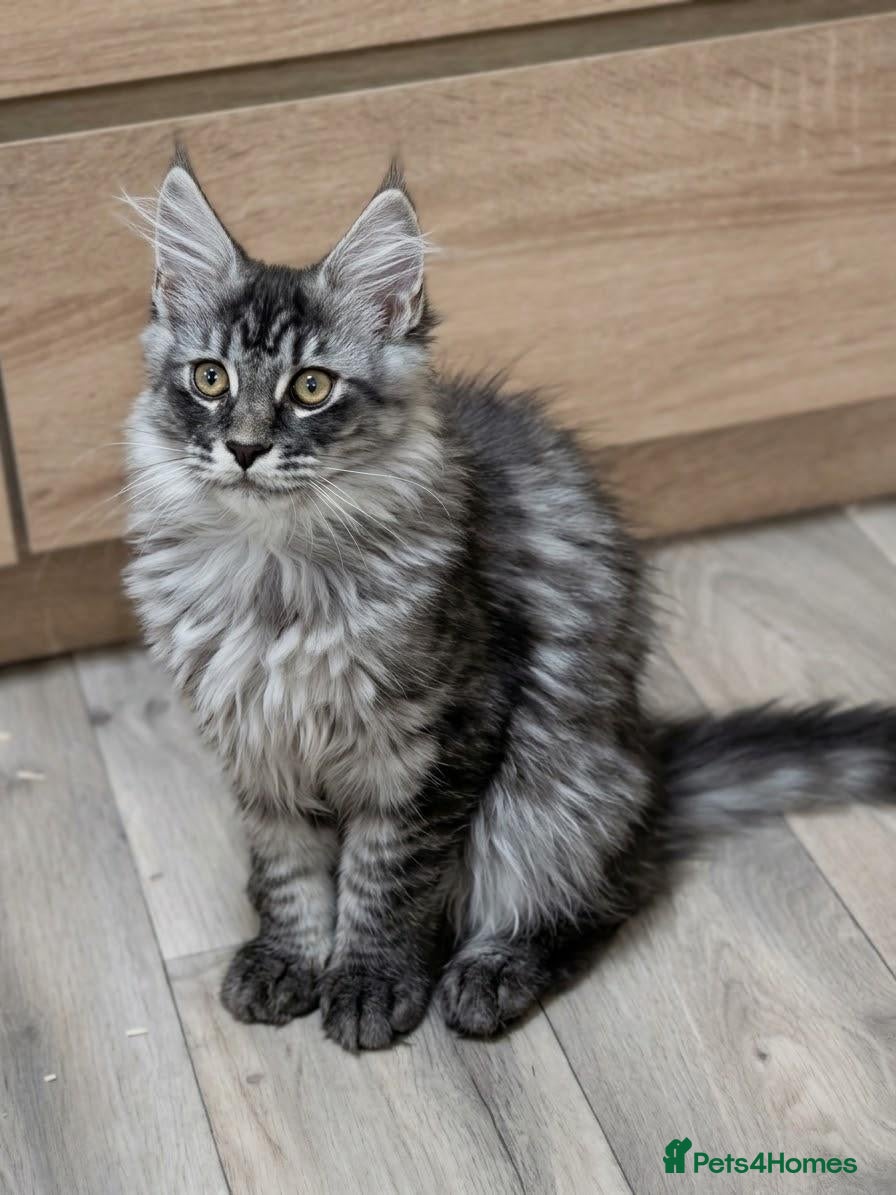Maine Coon cats Tested SMA,PK,HCM,Only two,left.Maine Coon Kittens - Advert 2