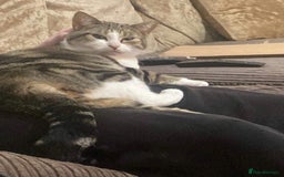 American Shorthair cats for sale: Mix litter docile well socialised kittens  - Image 10