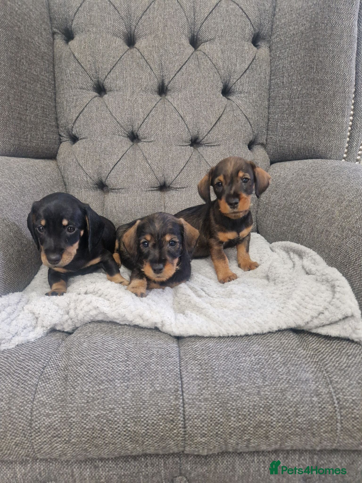 Dachshund dogs Wirehaired daschunds pups - Advert 1