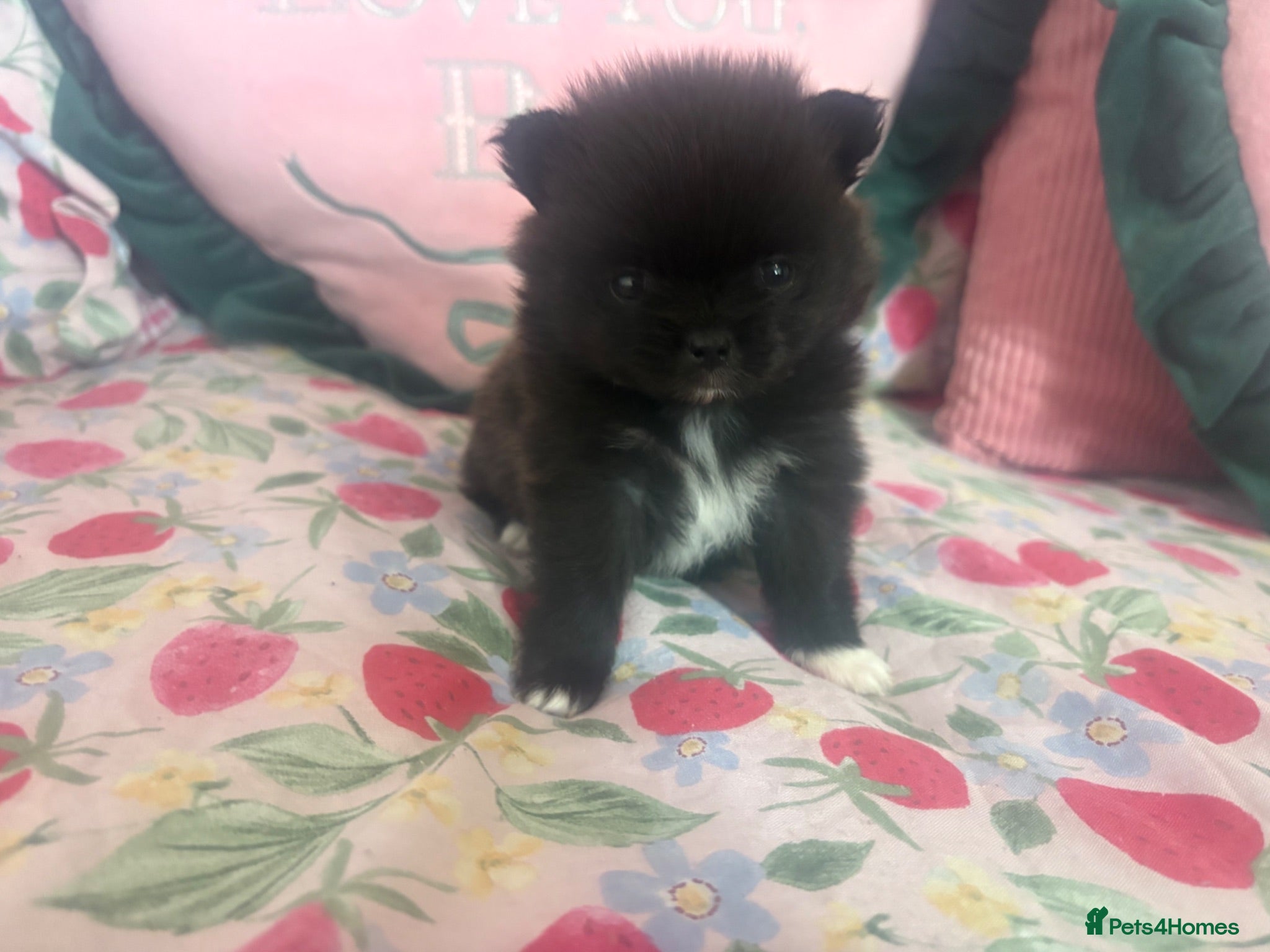 Pomeranian dogs 2 beautiful female kc poms  - Advert 2