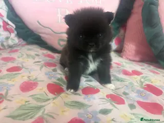 Pomeranian dogs 2 beautiful female kc poms - Advert 2