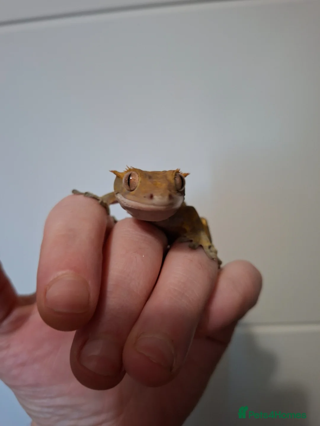 Gecko reptiles for sale: 3 crested geckos for sale  - Advert 17