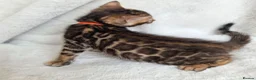 Bengal cats for sale: ⚜️Bengal kittens Tica registered ⚜️ - Advert 24