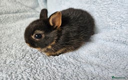 Netherland Dwarf rabbits for sale: Netherland dwarf bunnies  - Image 10