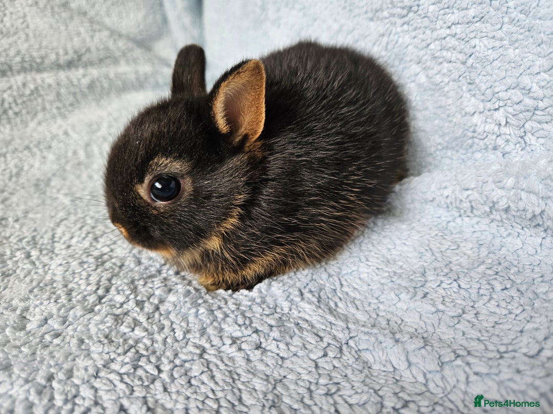 Netherland Dwarf rabbits for sale: Netherland dwarf bunnies  - Image 10