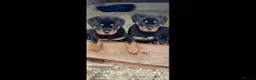 Rottweiler dogs for sale: Top German Rottweiler in Dudley - Advert 17