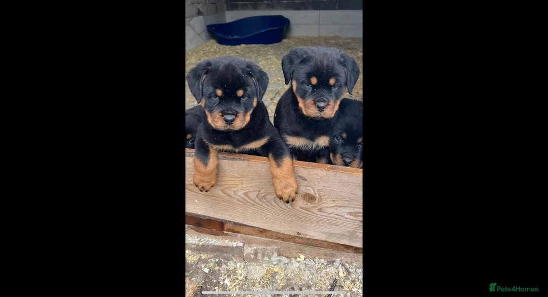 Rottweiler dogs for sale: Top German Rottweiler in Dudley - Advert 17