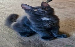 Maine Coon cats for sale: 🌟Ready now🌟 3 large Maine coons active available - Image 31