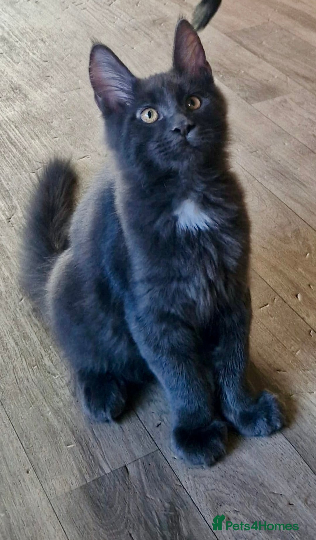 Maine Coon cats for sale: 🌟Ready now🌟 3 large Maine coons active available - Image 31