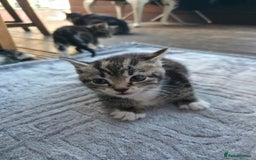 Mixed Breed cats for sale: Cute Kittens for sale (ASAP) - Image 5