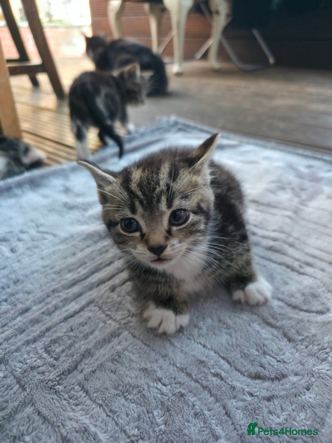 Mixed Breed cats for sale: Cute Kittens for sale (ASAP) - Image 5