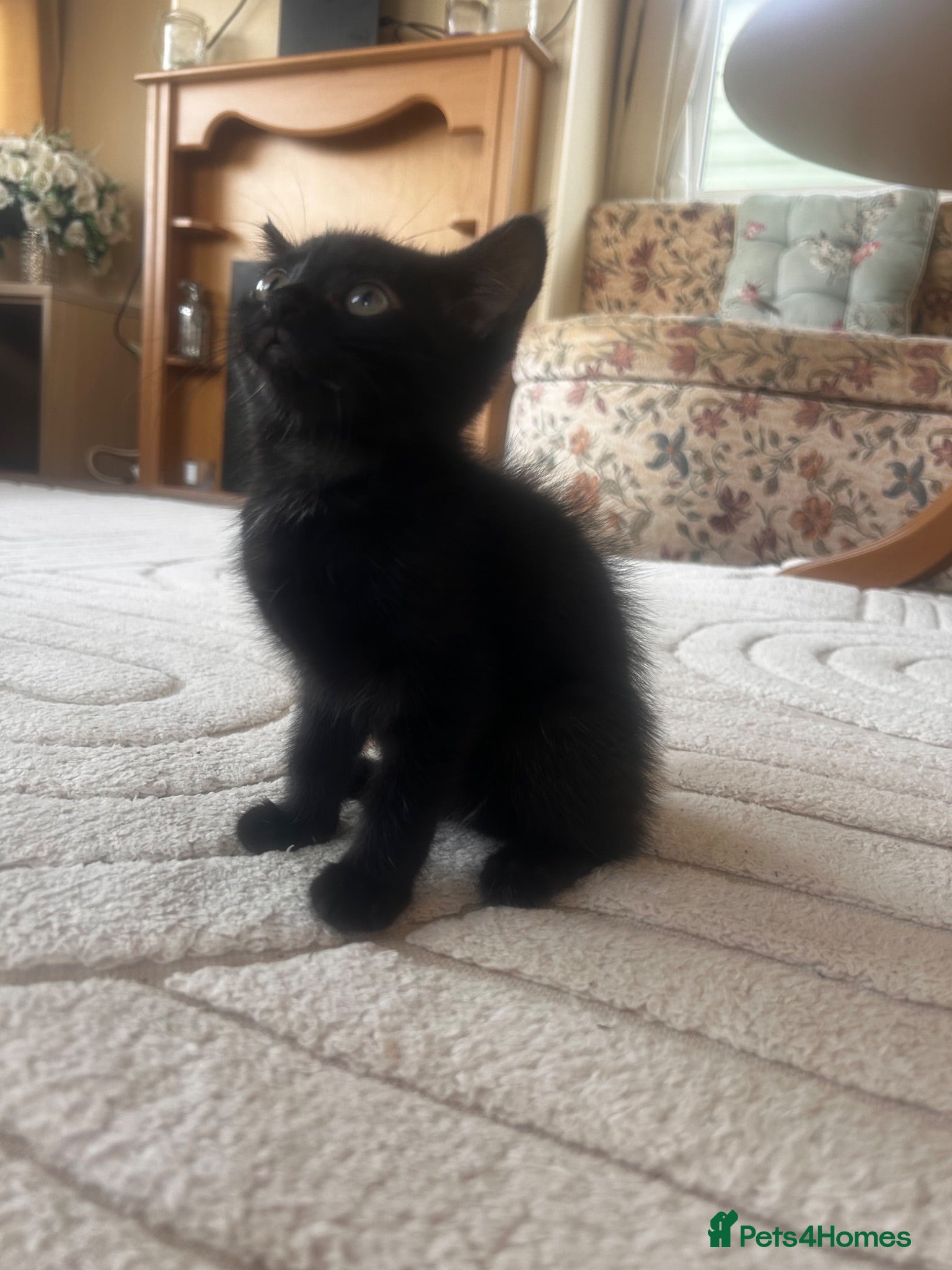 British Shorthair cats Beautiful Tuxedo kittens - Advert 1