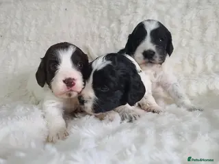 Cockapoo dogs *NEW VIDEO* Parti Roan F1 Cockapoos. DNA Tested - Advert 4