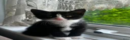 Mixed Breed cats for sale: 3 female kittens ready to go  - Advert 5