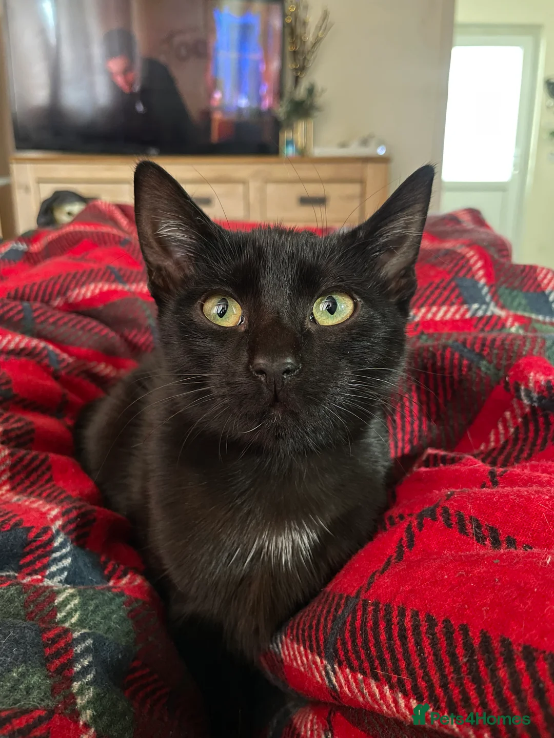 Mixed Breed cats for sale: Female Cat - Advert 10