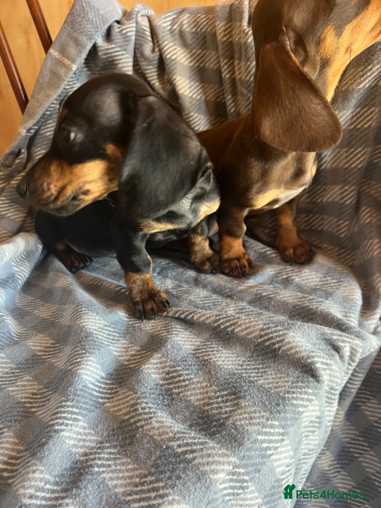 Dachshund dogs MINIATURE DACHSHUND PUPPIES - Advert 4