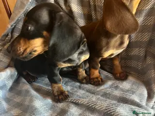 Dachshund dogs MINIATURE DACHSHUND PUPPIES - Advert 4