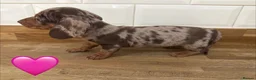 Miniature Dachshund dogs for sale: Beautiful Dapples 5 Star Licensed 5 Star reviews  - Advert 15