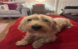 Dachshund dogs for sale: Pedigree standard cream wirehaired Dachshund  - Advert 5