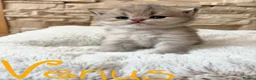 British Shorthair cats for sale: BEAUTIFUL GOLDEN BSH KITTENS AVAILABLE TO RESERVE - Advert 7