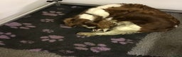 Welsh Springer Spaniel dogs for sale: Beautiful WELSH SPRINGER PUpS - Advert 2