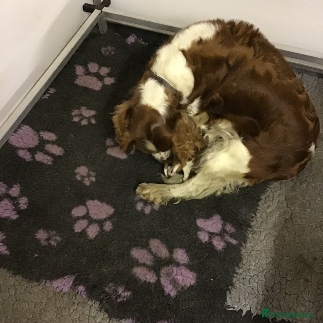 Welsh Springer Spaniel dogs for sale: Beautiful WELSH SPRINGER PUpS - Advert 2