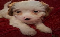 Cavapoochon dogs for sale: Cavapoochon Girl - Advert 2